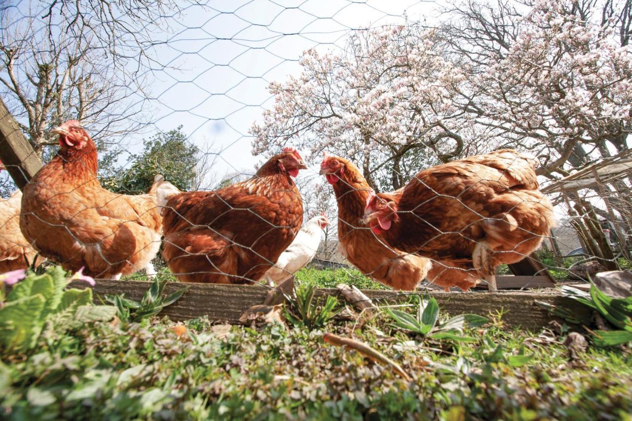 Bronllys Farm Coastal Self-Catering Daire Llanelli Dış mekan fotoğraf